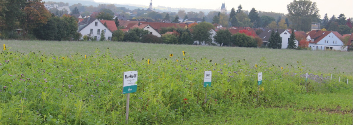 Bild einer Zwischenfrucht-Demoanlage in Almesbach