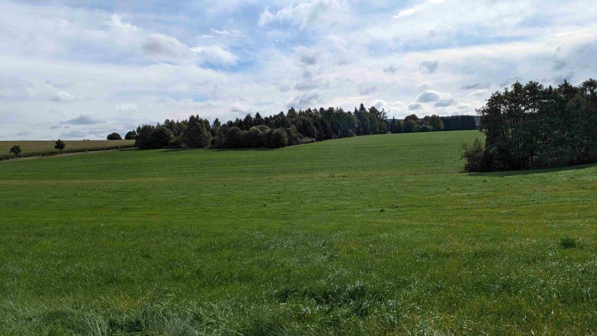 Es sind Wiesen und Wald zu sehen