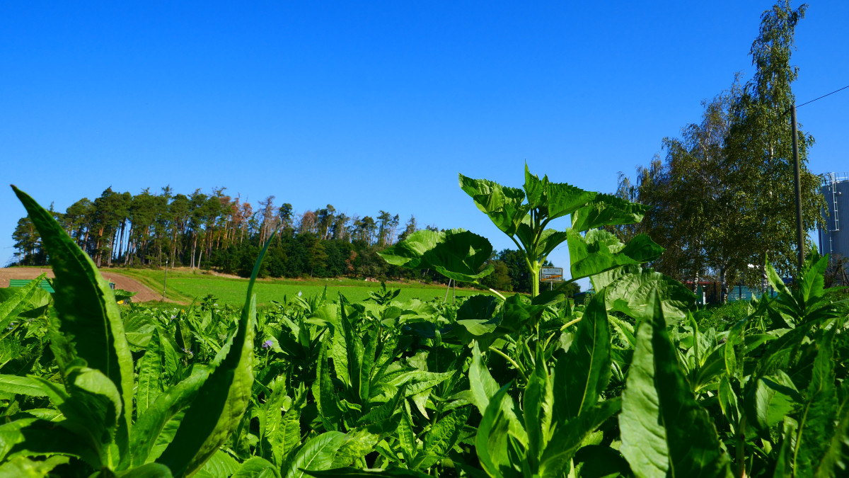 Foto: im Vorgergrund befinden sich gut ausgebildete Zwischenfrüchte, u.a. bestehend aus Sonnenblumen und Ramtillkraut, dahinter befinden sich landwirtschaftliche Flächen, vor dem blauen Himmel steht ein Wald