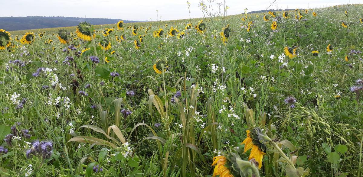 Zwischenfruchtgemenge in der Blüte