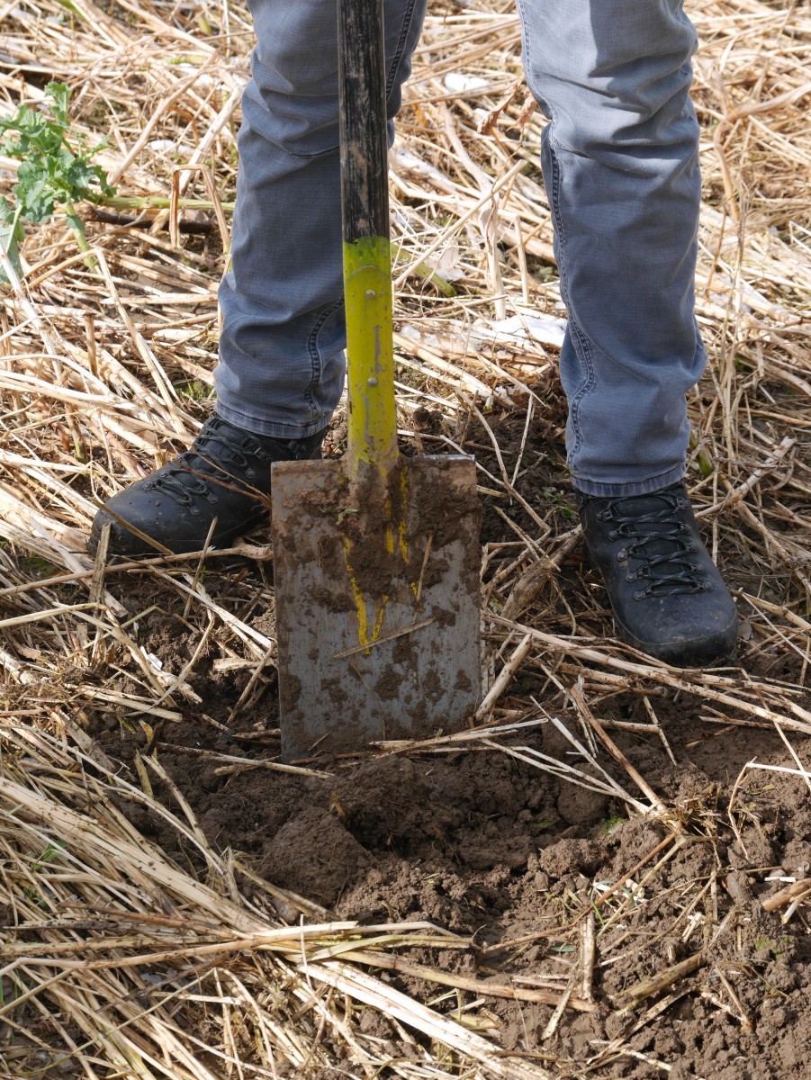 Jemand in Arbeitskleidung setzt einen Spaten auf den Ackerboden auf