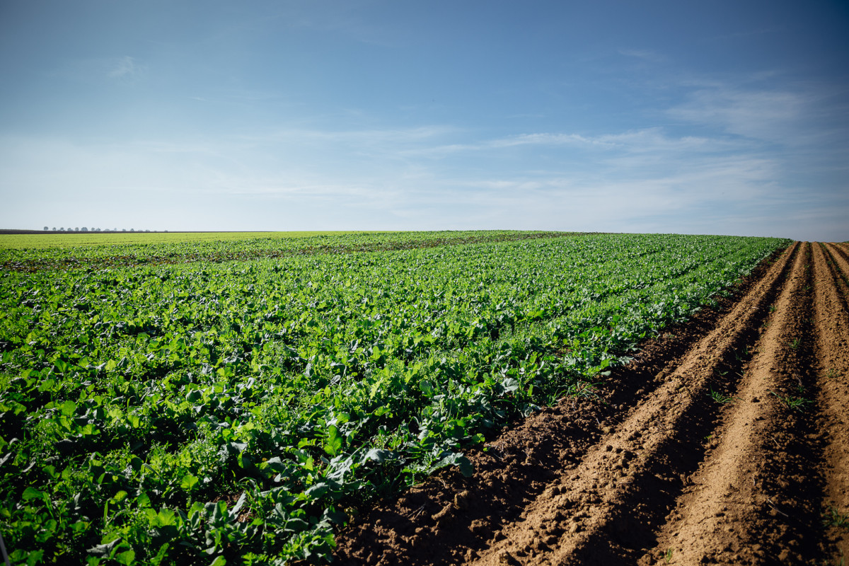 Ein Feld mit Kartoffeldämmen - rechts blank, links mit verschiedenen, ca. 30 cm hohen Zwischenfrüchten bestanden