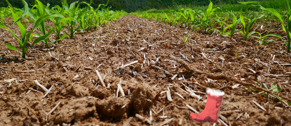 Gleichmäßiger Feldaufgang von Mais 2022 nach Mulchsaat mit flacher Bodenbearbeitung.