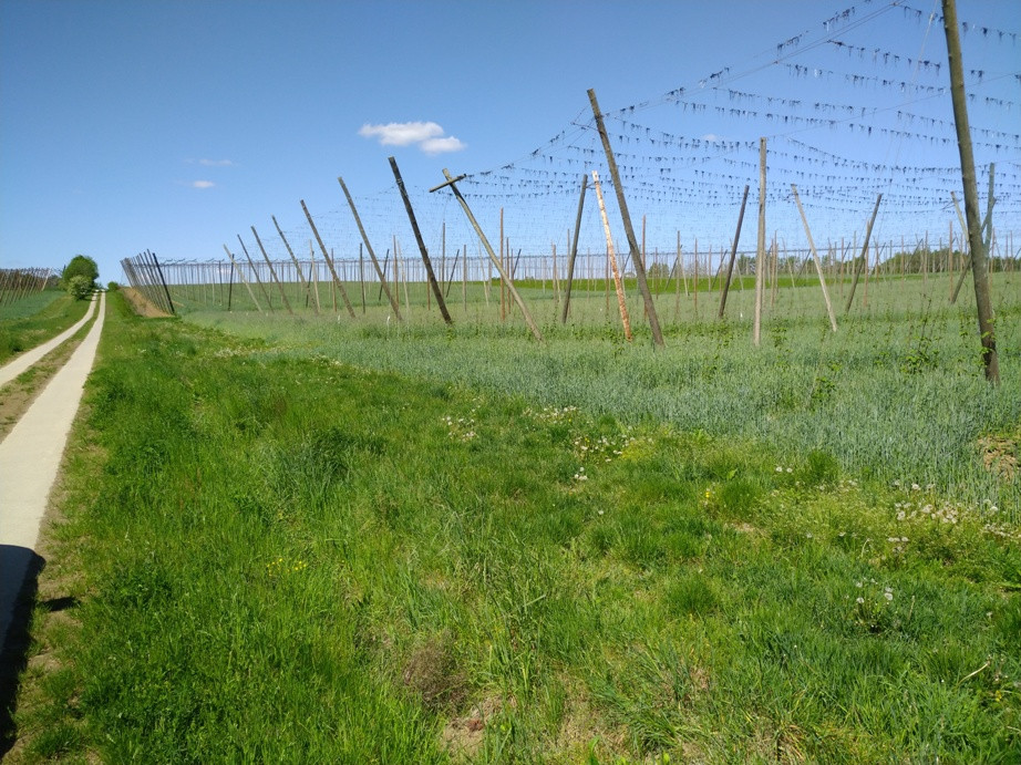 Wäre die Drahtanlage nicht, man könnte den Hopfen zwischen dem Roggen kaum erkennen, Aufnahme 12. Mai 2020