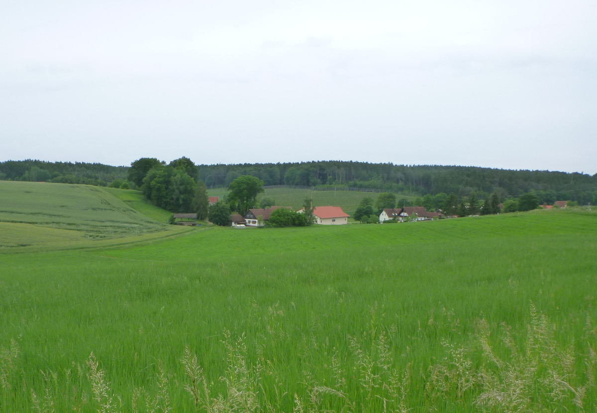 Riesenweizengras verringert das Erosionsrisiko aus einer Ackerlage über dem Dorf