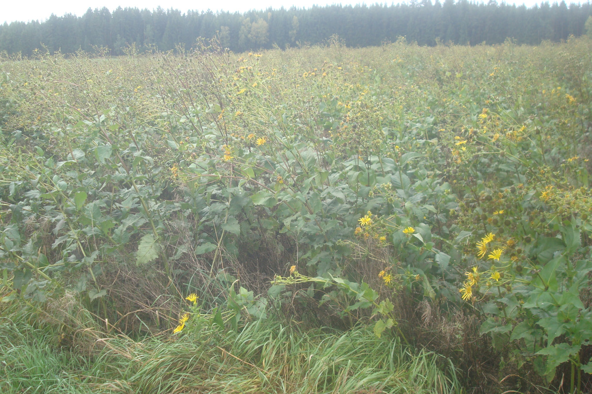 Feld mit Silphie-Pflanzen