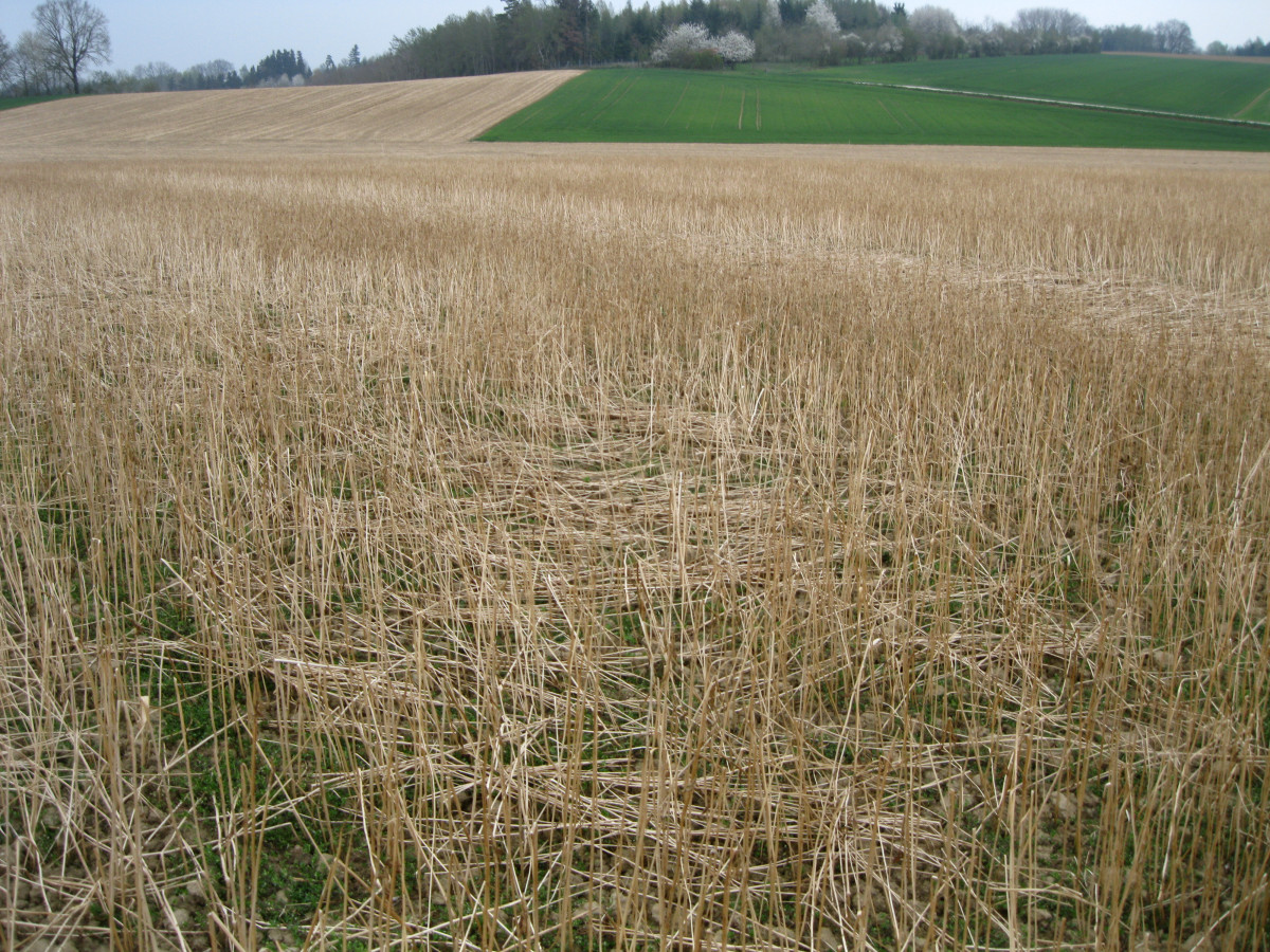 Trockene Halme auf einem Acker, darunter kommen frische Unkräuter durch