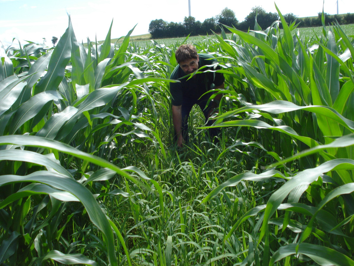 zwischen den Maispflanzen, die mit ca. 1,50 m Höhe noch keinen Bestandsschluss erreicht haben, hat sich die graslastige Untersaat üppig entwickelt.