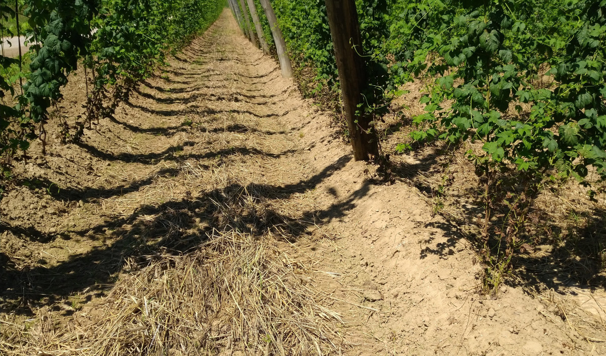 Eingearbeiteter Roggen unter Hopfen Ende Juni 2020