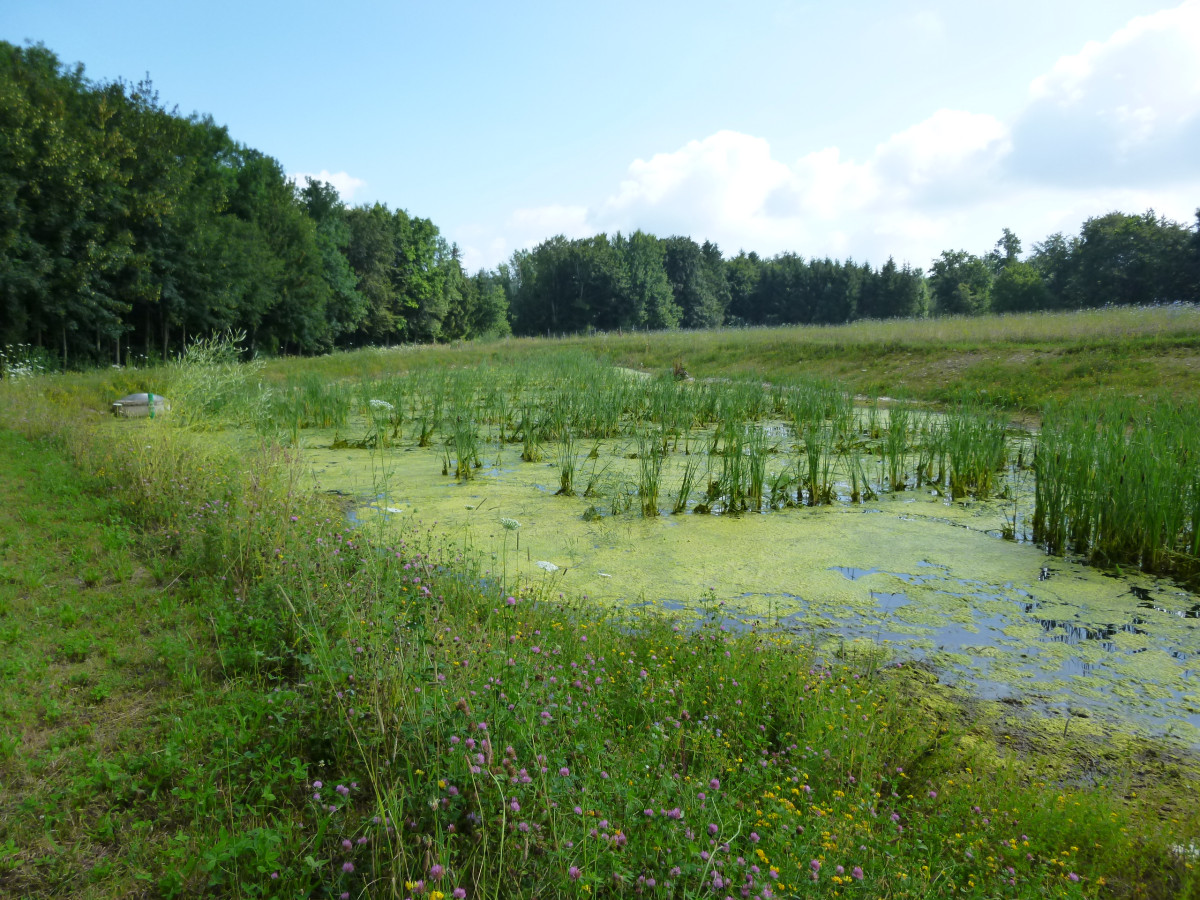 ein in die Landschaft eingelassenes Erdbecken, in dem sich Rohrkolben und "Entengrütze" etabliert haben.