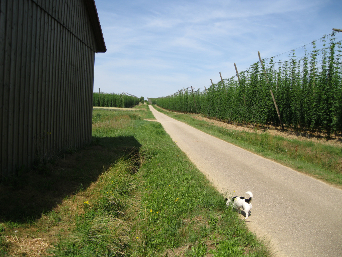 Flurweg im westlichen Einzugsgebiet von Niederumelsdorf