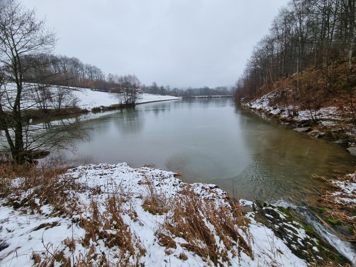 Uferbereich des Burgwallbacher Badesees mit verpflanztem Schilf