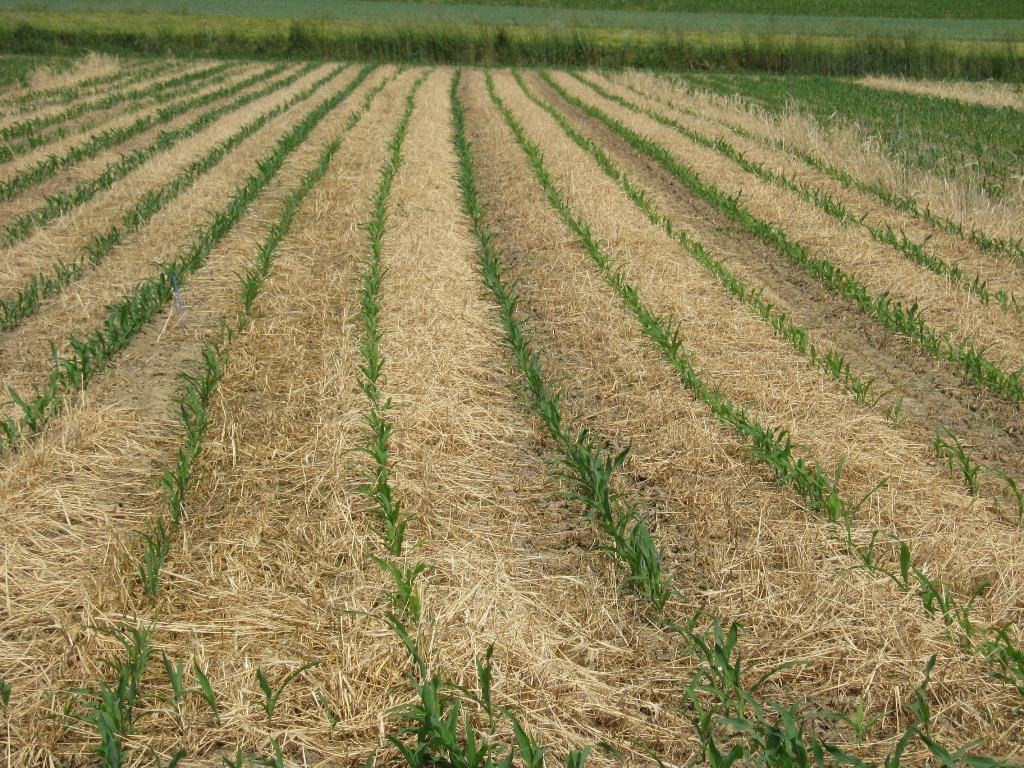 Zwischen den knapp 20cm hohen Maispflanzen ist der Boden vollständig mit einer ordentlichen Schicht Mulchmaterial bedeckt.