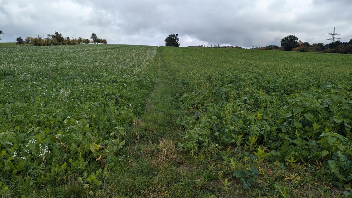 Zwischenfrucht-Acker