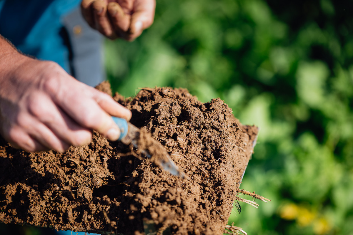 Ein ausgehobener Pedon Oberboden auf einem Spaten wird mit einem Messer präpariert