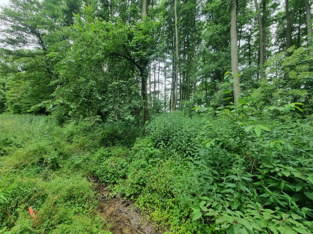 Blick auf den Fuchsstädter Bach