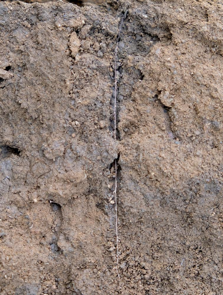 Im Bodenprofil wird sichtbar, wie die Maiswurzeln den Regenwurmröhren folgen. Die Röhre ist dunkler als der umgebende Boden - ein Zeichen für Humusanreicherung.