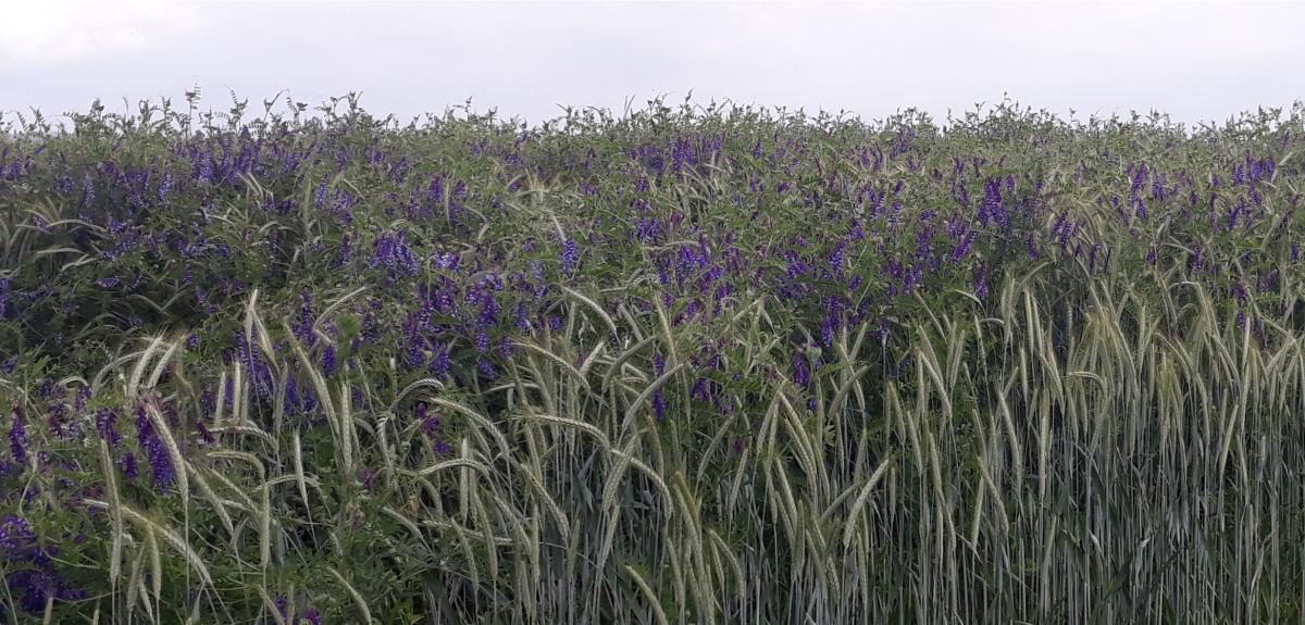 Triticale, Winterwicke und Wintererbse