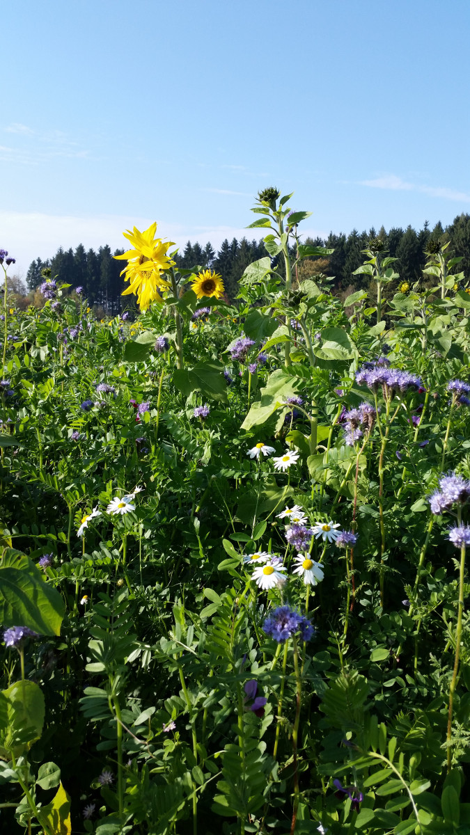 Zwischenfrüchte, gut für den Boden und eine Augenweide