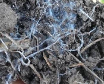 Ein von deutlichem weißen Mycel durchzogener, humoser krümeliger Boden