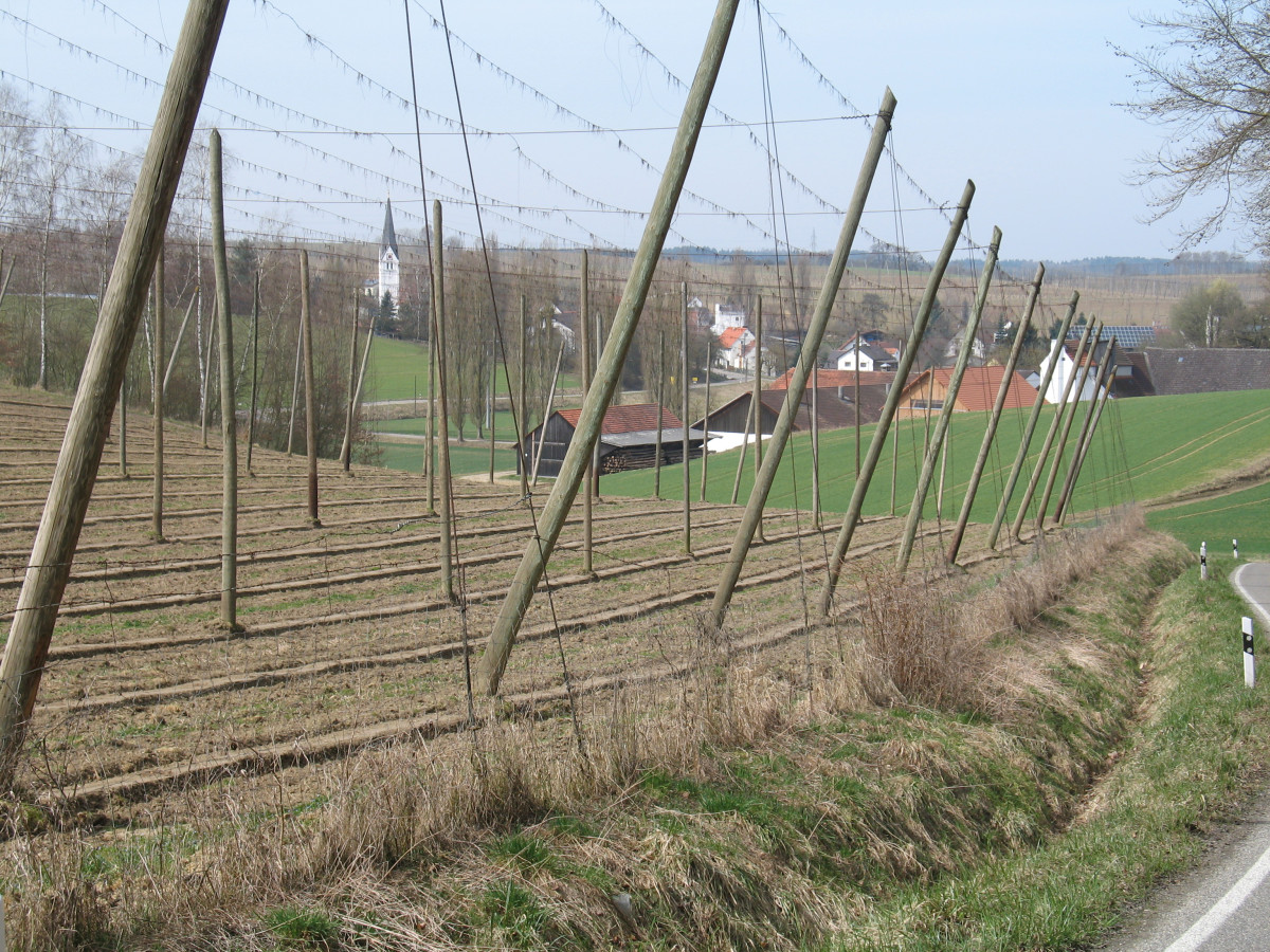 Blick auf die Hopfenreihen