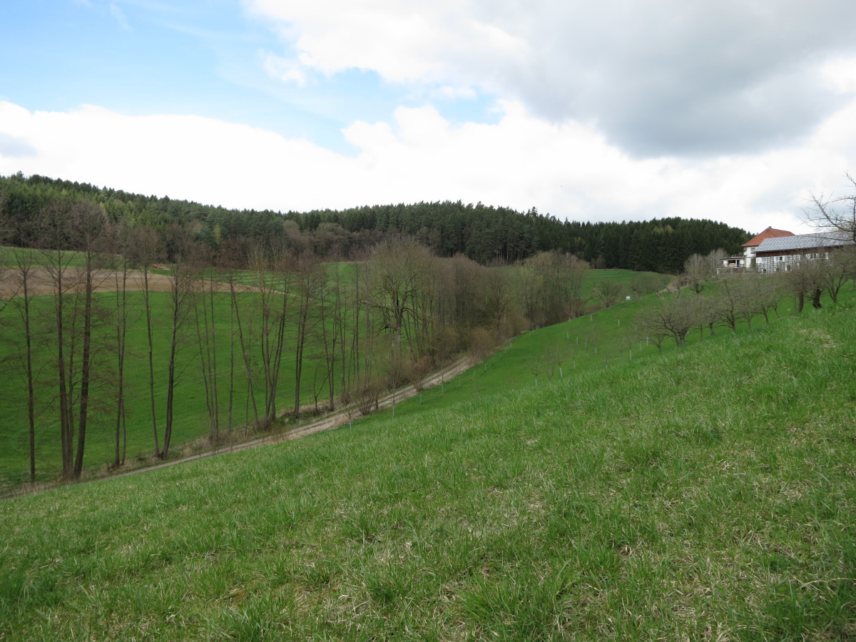 Grünland mit Wald im hintergrund