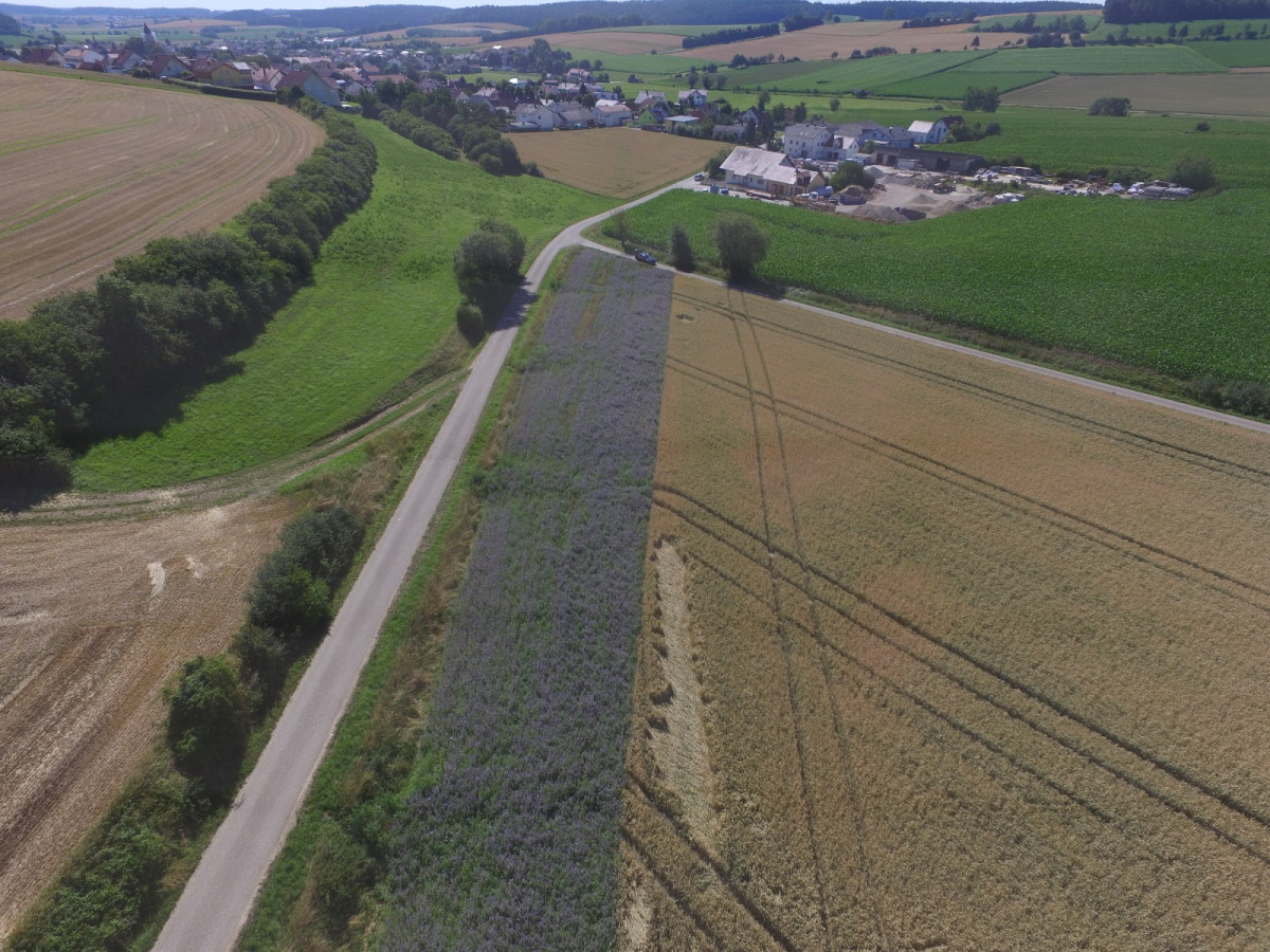 noch blüht der Grünstreifen lila: Erstbegrünung einer begrünten Ablaufmulde, der ausufernde Trockengraben ist zwischen Grünstreifen und Straße