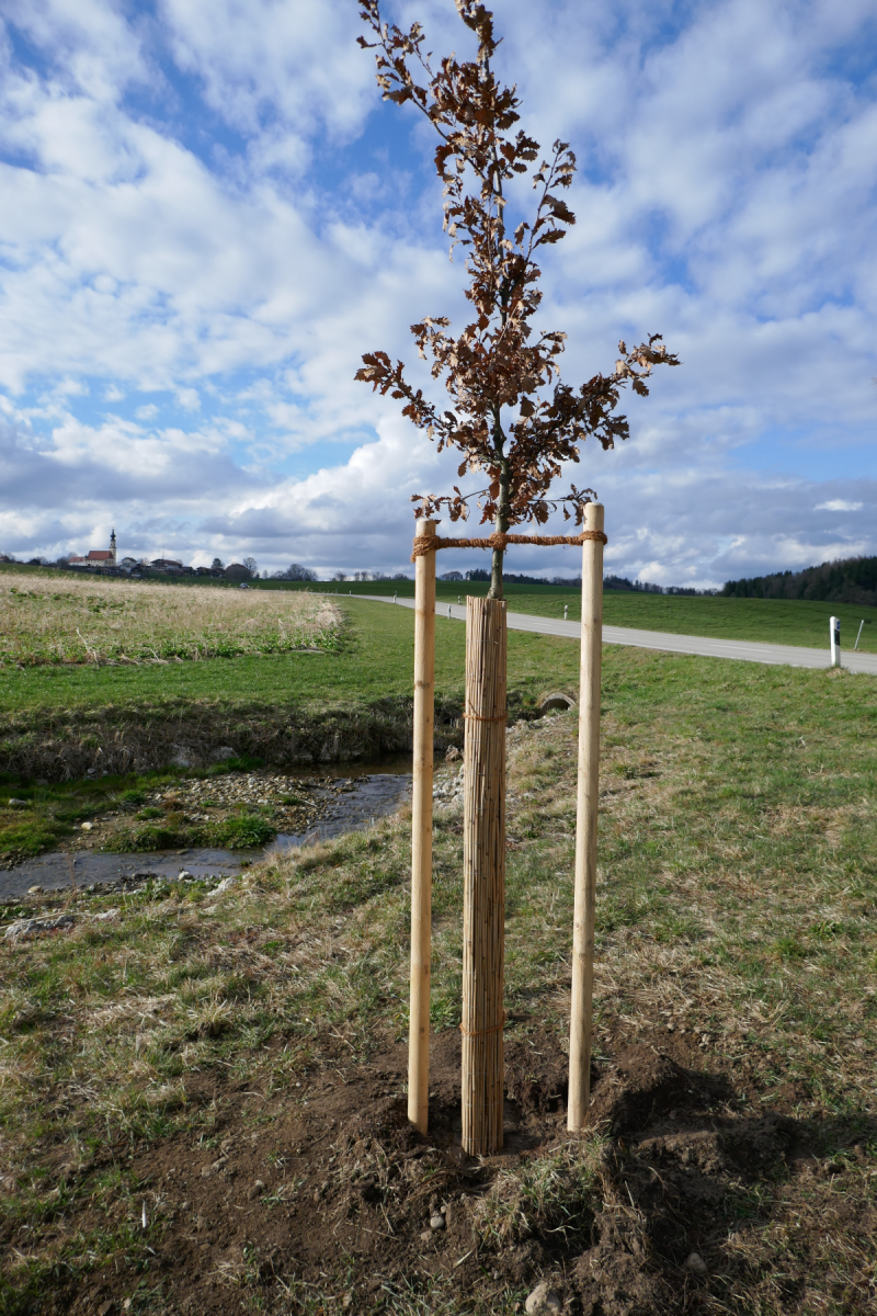 Ein junger Baum steht frisch gepflanzt neben einem Wasserlauf. Zwei Rundhölzer stabilisieren ihn; gegen Verbiss ist eine Bastmatte um seinen Stamm gewickelt.