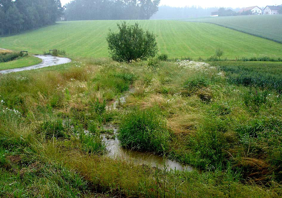 ein mit Stauden bestandenes stück Ödland, in dem Sich das abfließende Wasser ausbreitet.