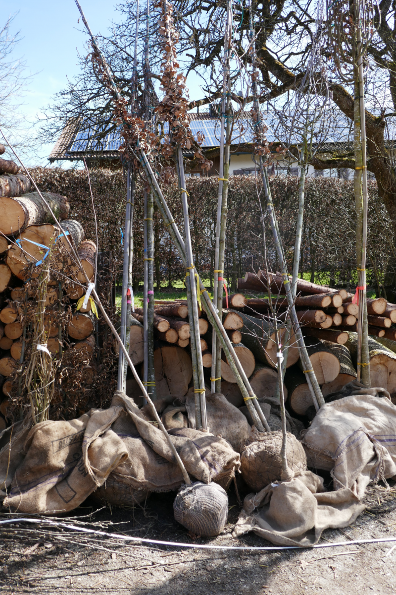 Einige Jungbäume lehnen am Wegrand. Ihre Wurzelballen sind mit Jute umwickelt.