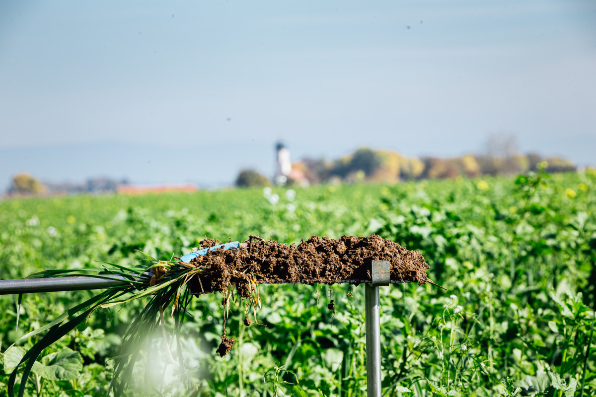 Zwischenfrucht mit Wurzelballen zur Ansprache auf einem Spaten