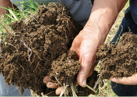 mehrere Hände nehmen eine gesunde, krümelige Bodensode auseinander: Feinwurzeln, Mycele und eine feine Krümelstruktur in sattem Braun sind zu sehen