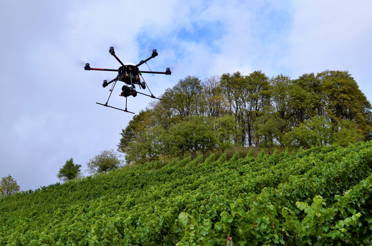 Trockenstressbestimmung der Weinreben mittels Drohneneinsatz © Bayerische Landesanstalt für Weinbau und Gartenbau