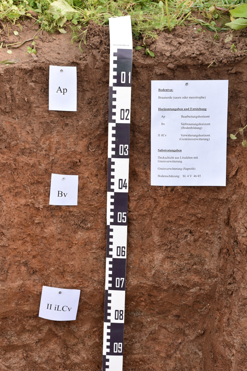 Bodenprofil mit Messlatte, Beschilderungen der Horizonte und Infoblatt