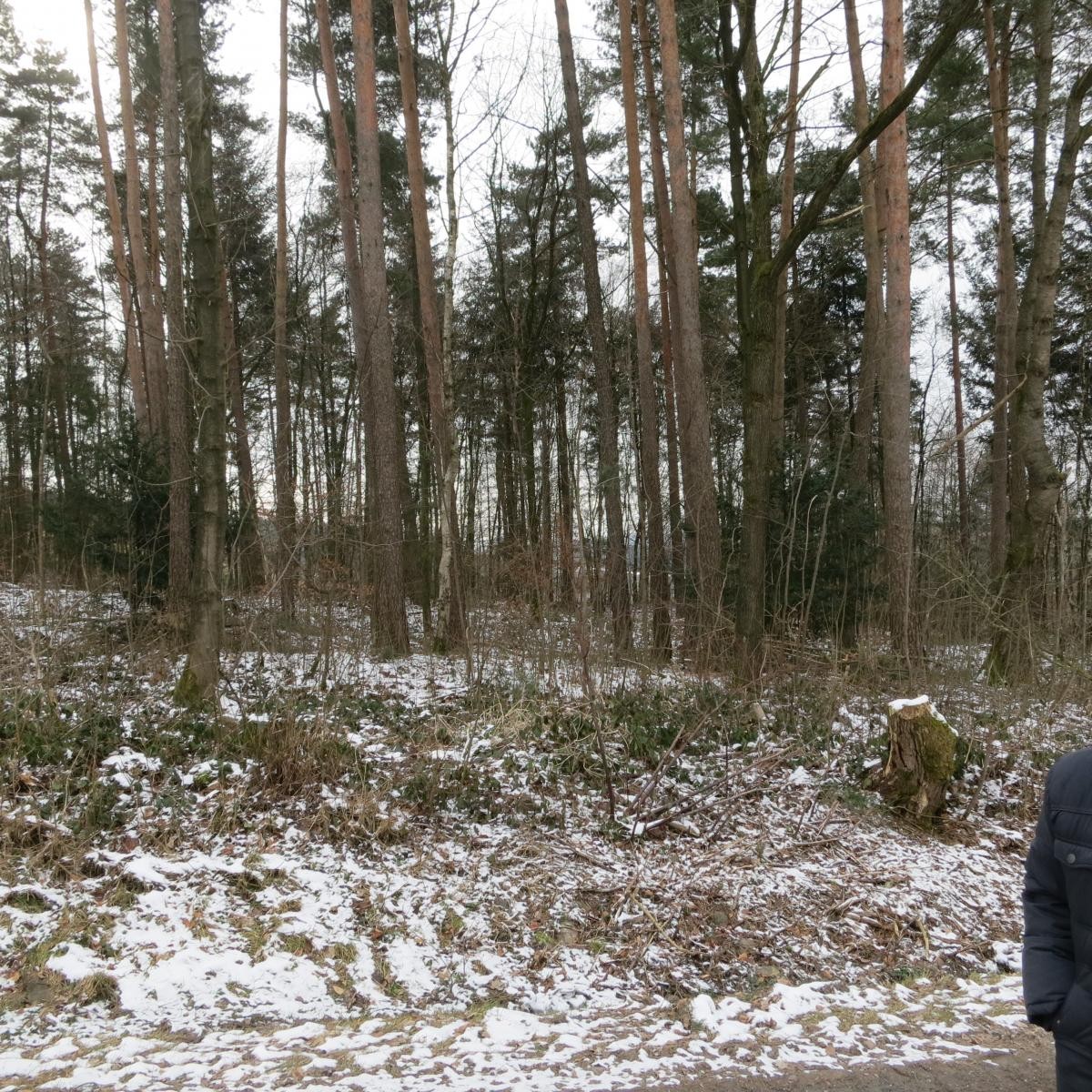 Bäume im winterlichen Wald