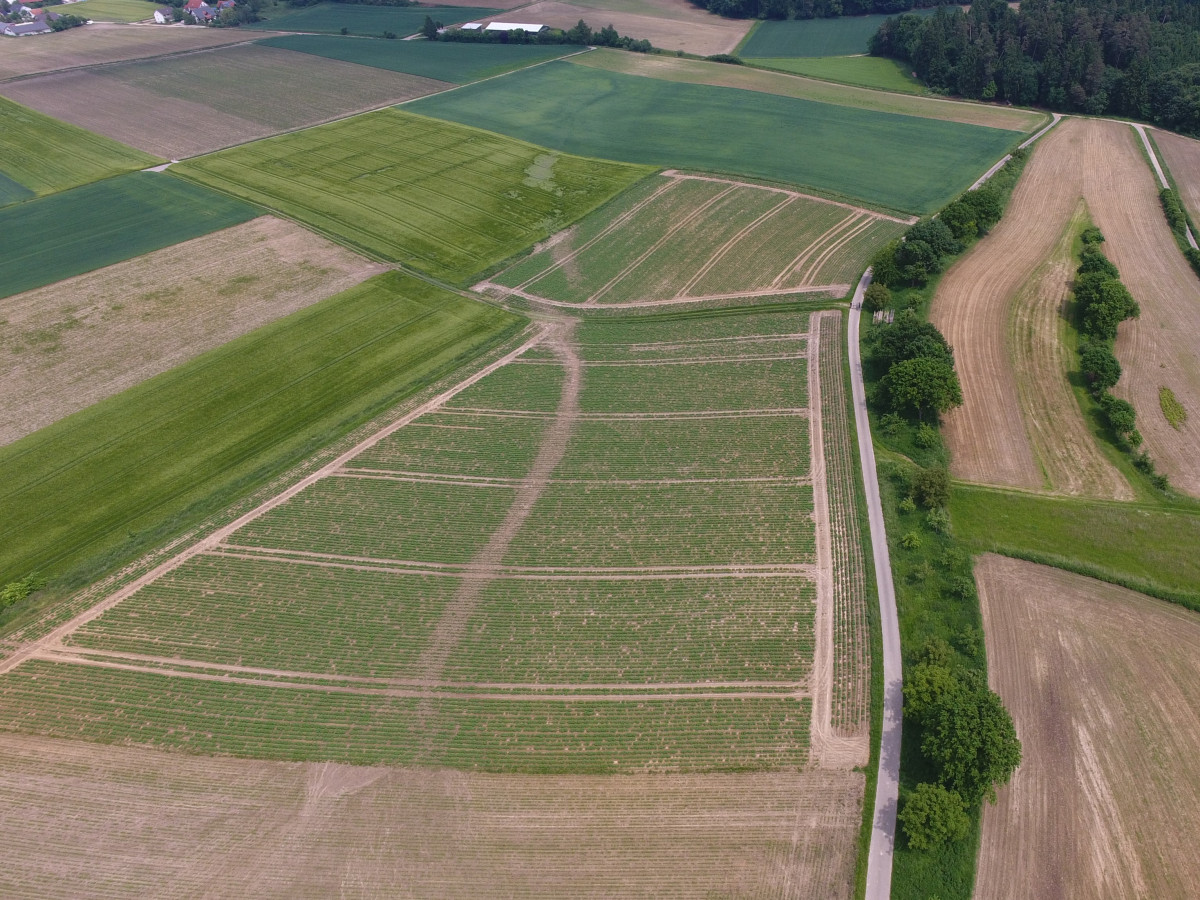 Die Abflussmengen korrelieren mit der Bodenbedeckung. Der Abfluss war so mächtig, dass er die Gerste in der Bildmitte umdrückte und eine Teerstraße (am oberen Bildrand) unterspülte.