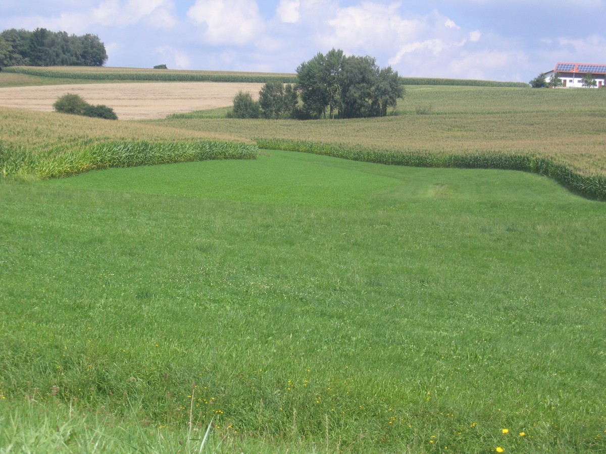 Geländebedingte Tiefenlinie mit Gras bewachsen; auf dem rechts und links anschließenden Feld steht momentan Mais.