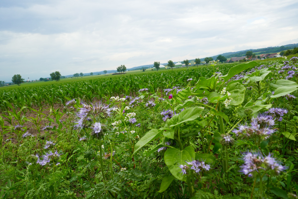 Foto: blühende Zwischenfrüchte im Vordergrund, im Hintergrund ein Maisacker und Himmel