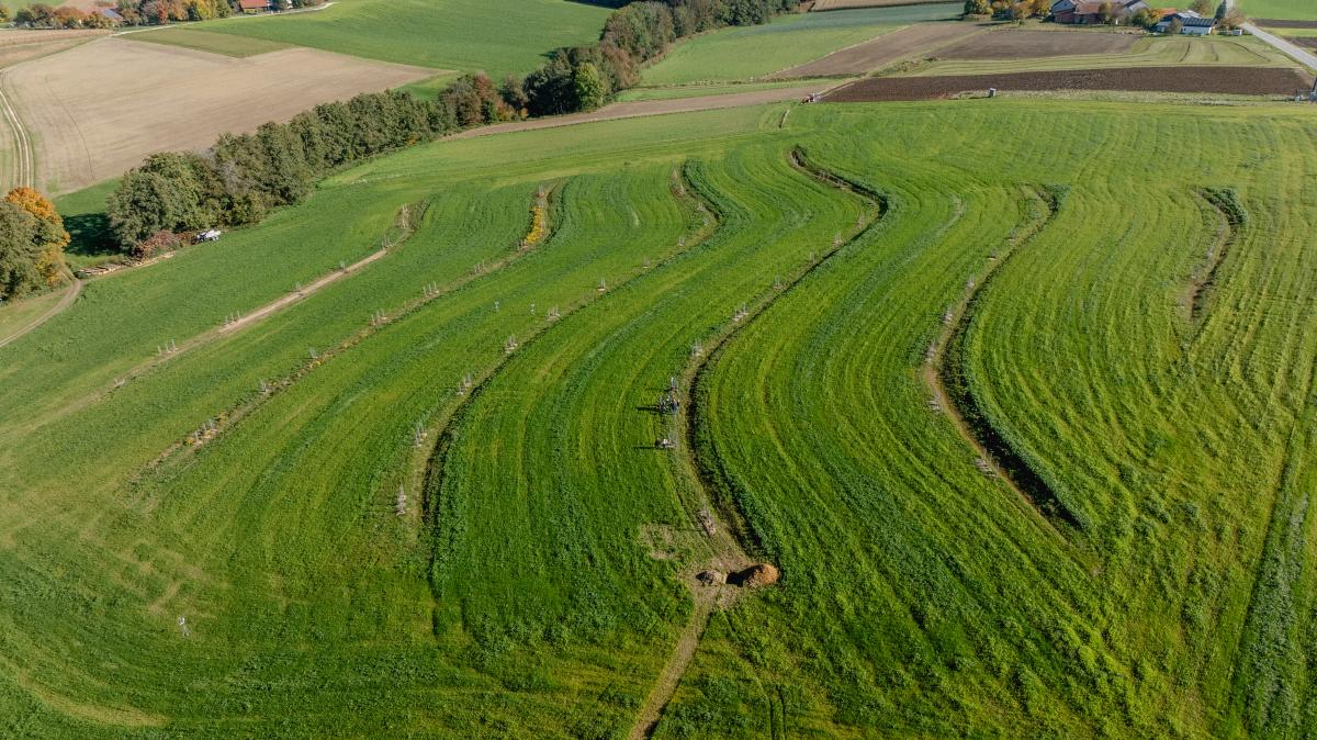 eine geneigte, begrünte Ackerfläche mit höhenlinienparallelen Mulde-Baumreihen; die Bäume sind noch so jung, dass kaum zu sehen.