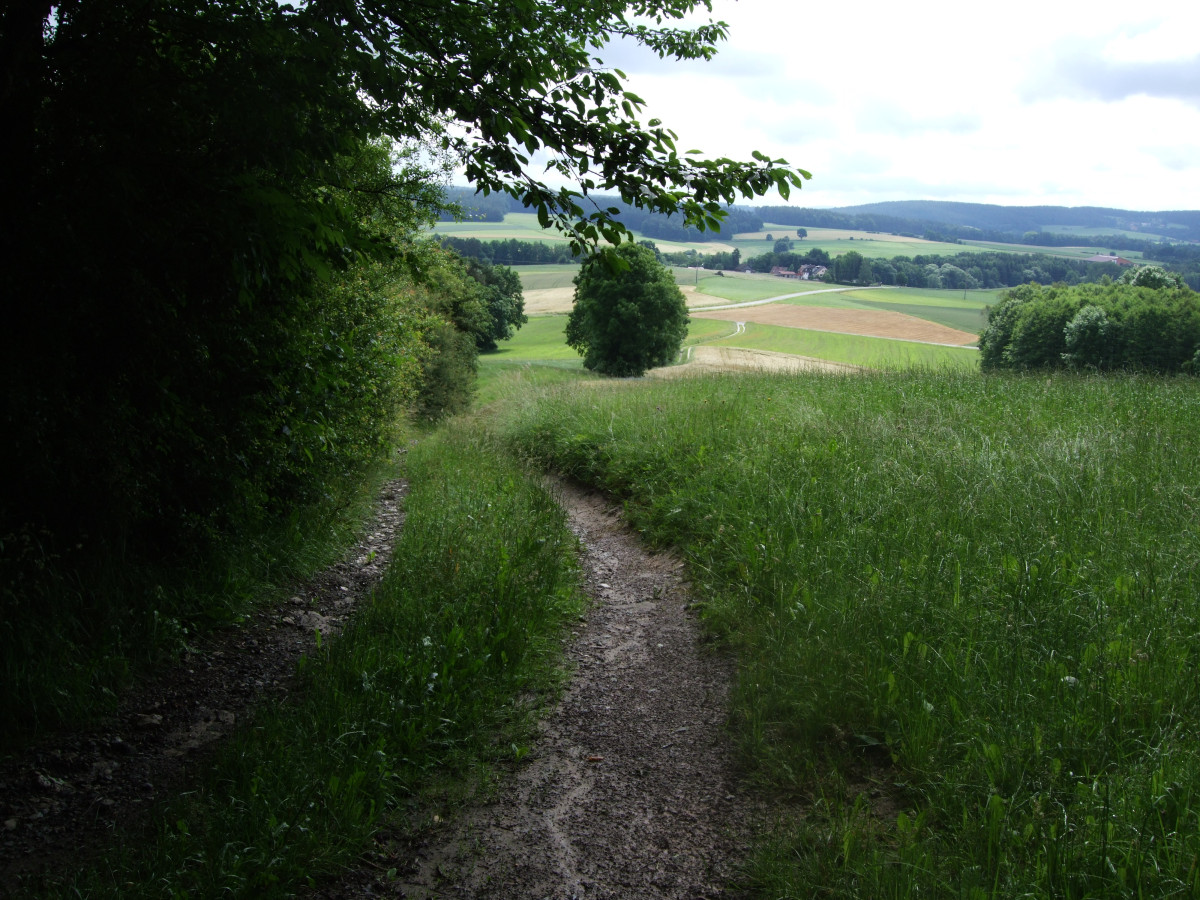 Feldweg am Waldrand neben einer Wiese