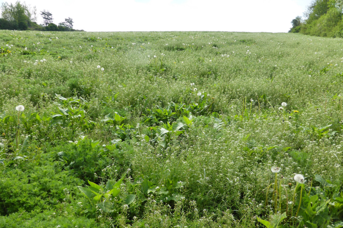 Feld mit Zwischenfruchtmischung