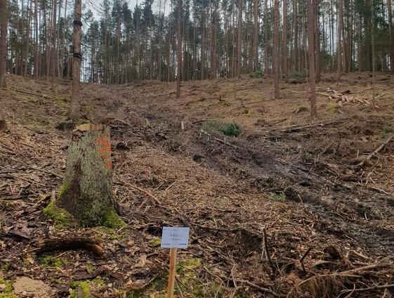 Im vordergrund ein Baumstumpf im Hintergrund Wald