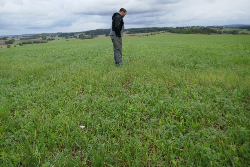 Foto: Ein Landwirt betrachtet den Aufgang der Zwischenfrucht auf seinem Acker