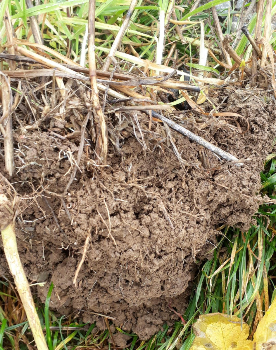 Bodenstruktur unter Direktsaat Zwischenfrucht