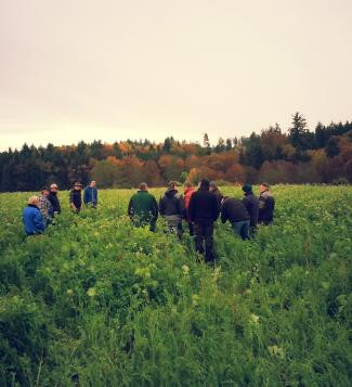 Zwischenfrucht in Freising