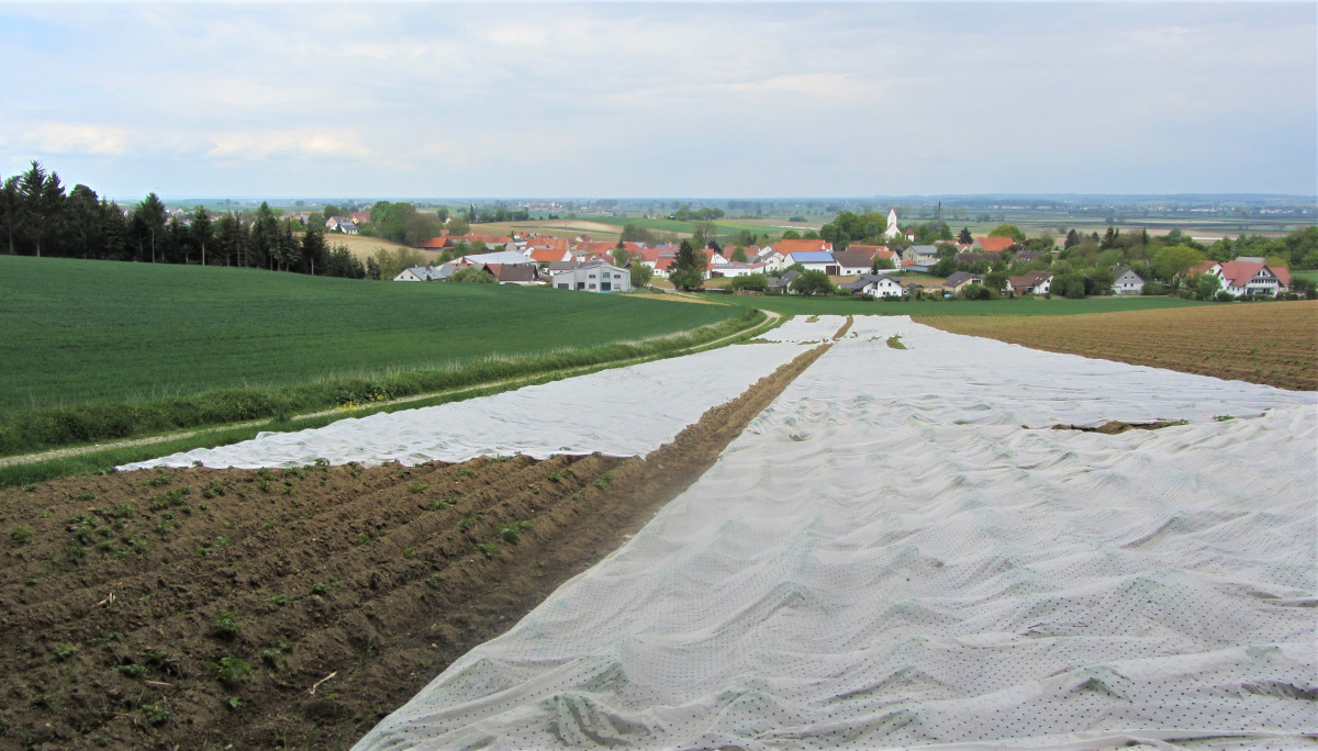 Blick auf die Hanglagen Richtung Schönesberg