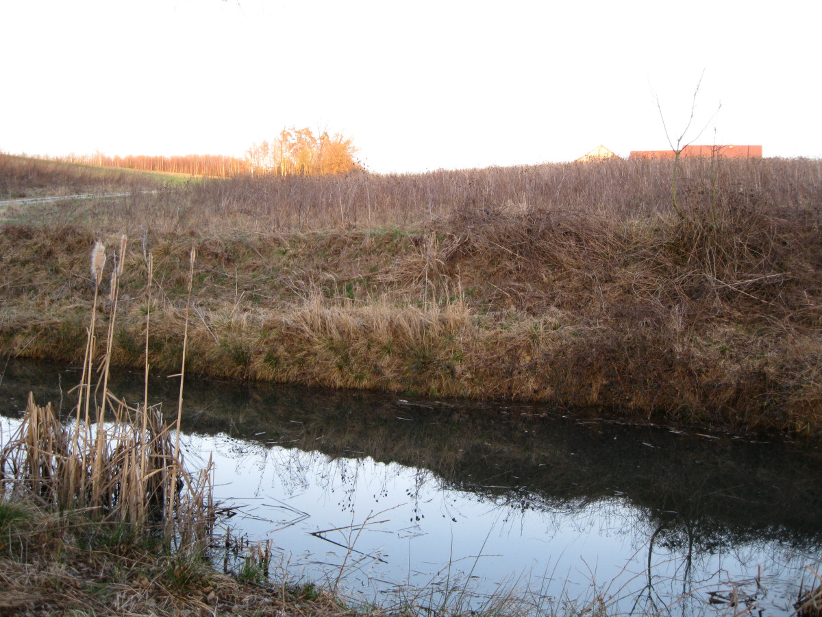 Blühfläche an Teichen im Quellbereich des Krebsenbachs